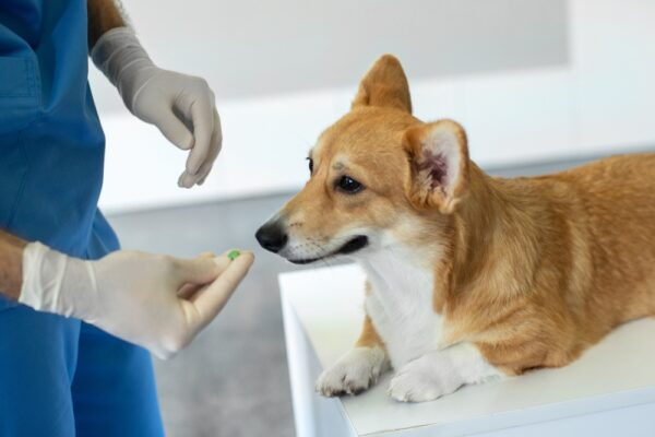 Image showcasing 6 Vet-Approved Supplements for Dogs with Cancer | Great Pet Care