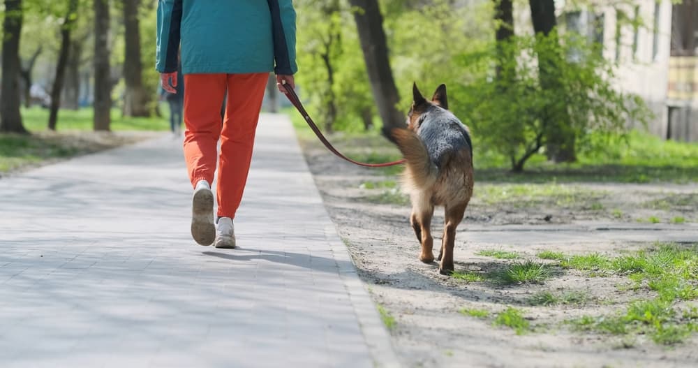 Dog parent walking their German Shepherd