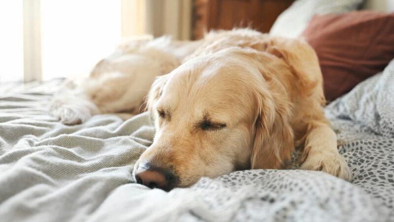 Irritable Bowel Syndrome (IBS) in Dogs | Great Pet Care - Feeding Banana And Almond Butter To Dogs With Irritable Bowel Syndrome