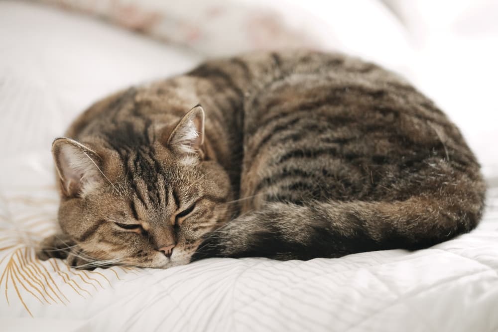 15 Cat Liver Failure Symptoms You Shouldn’t Ignore Great Pet Care