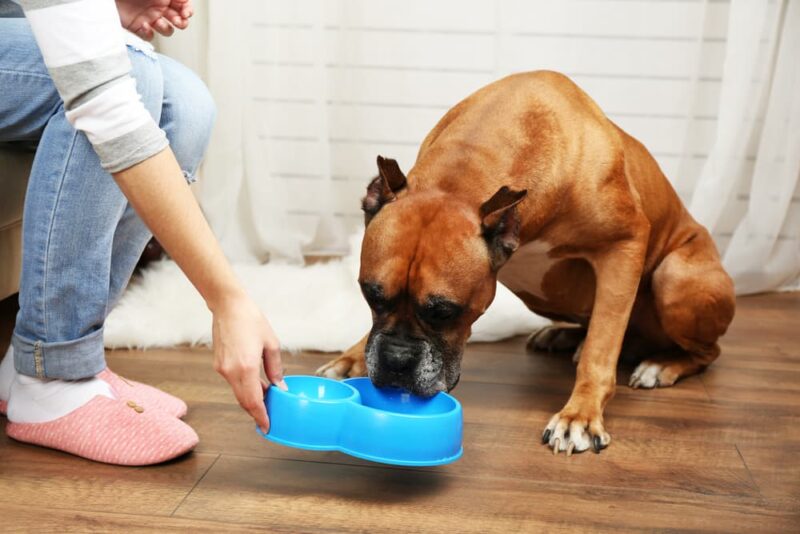 Urinary Dog Food 6 Best VetApproved Formulas in 2024 Great Pet Care
