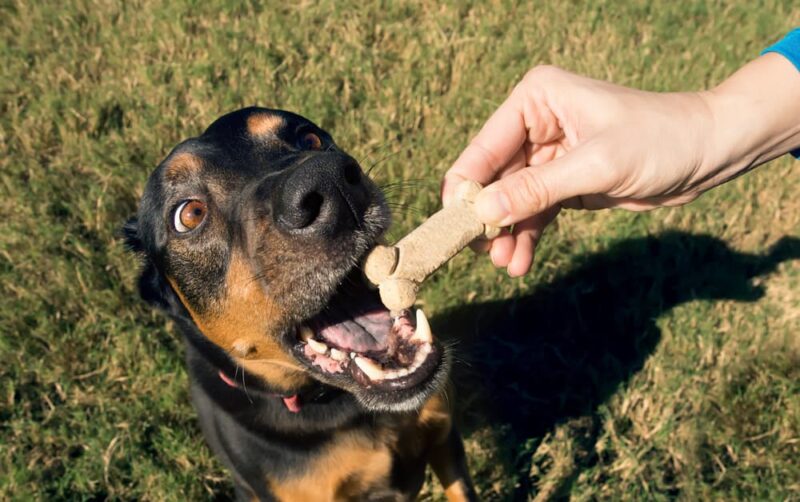 Is Sorbitol Safe for Dogs? Great Pet Care