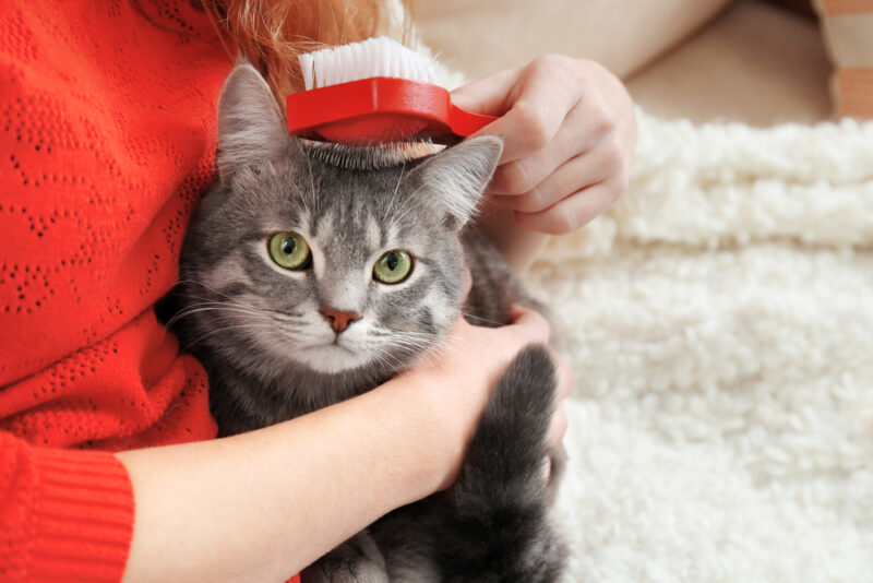 Coconut Oil for Cats Benefits, Uses, and Safety Tips Great Pet Care