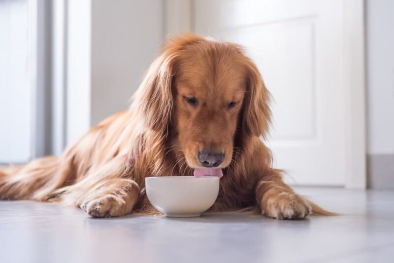 Curated visual reference: Best Dog Food For Arthritis 5 Vet Recommended Picks Photo Inspiration