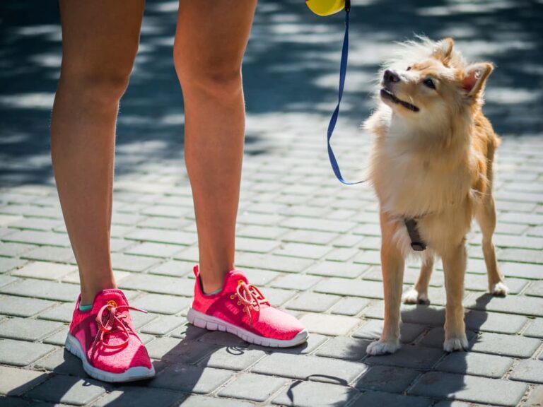 Woman walking a Pomeranian Spitz