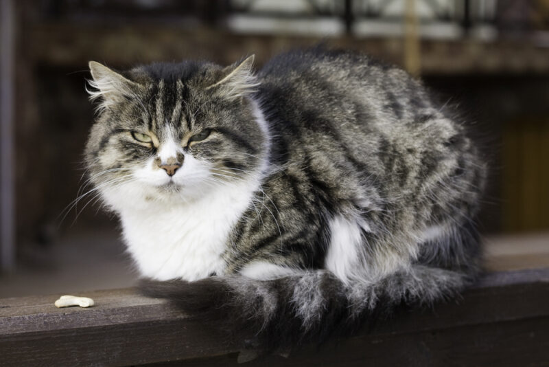 Signs of Heart Failure in Cats Great Pet Care
