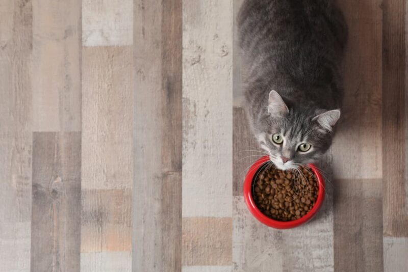 Cat Digestive System A Closer Look at How It Works Great Pet Care
