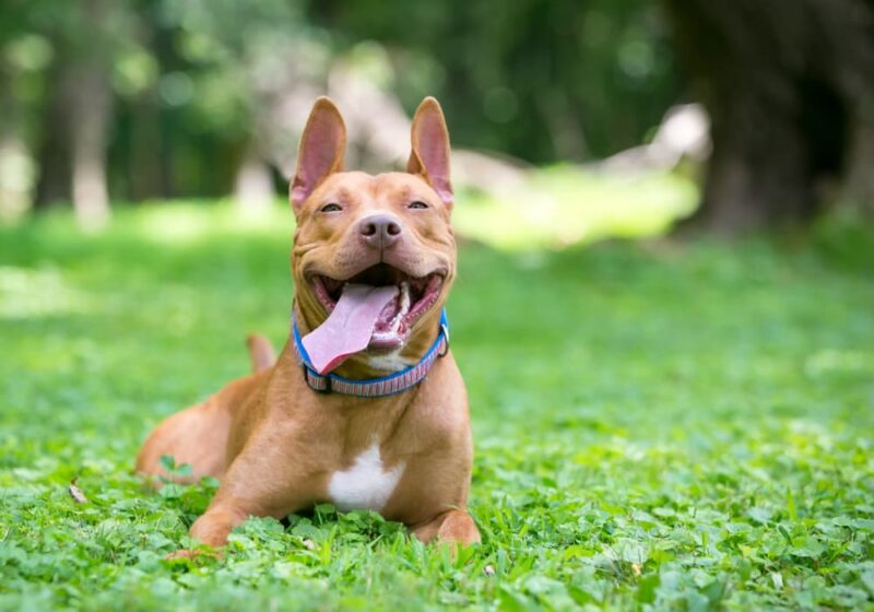 Why Do Dogs Lick the Air? Great Pet Care