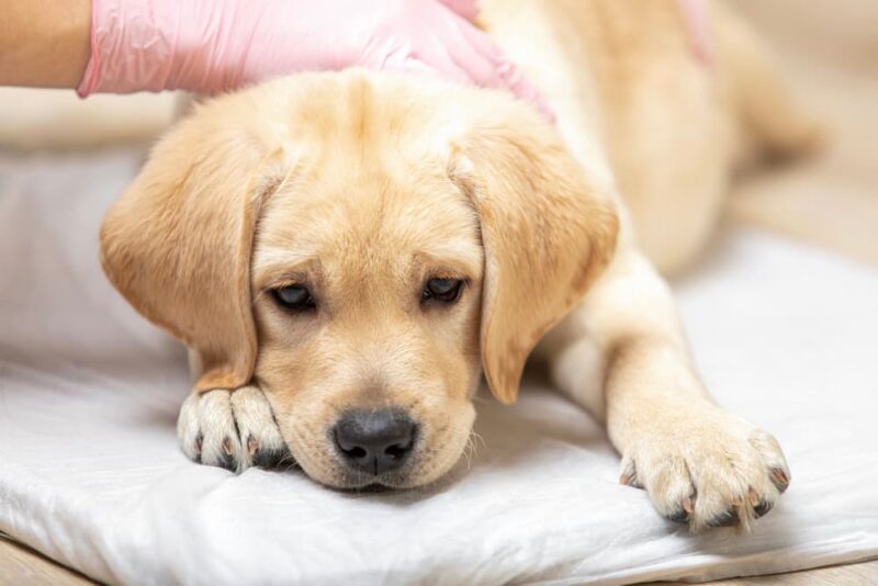 Umbilical Hernia in Puppies Great Pet Care