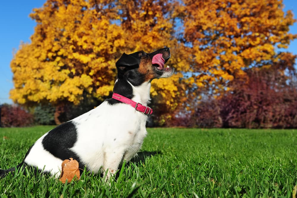 Why Do Dogs Lick the Air? Great Pet Care