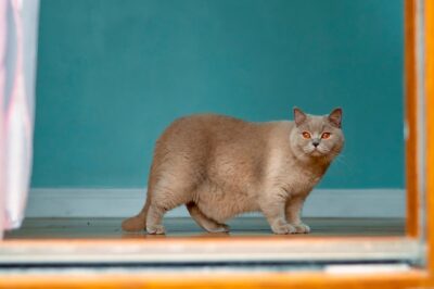 Cat Obesity: Risks, Symptoms and Solutions | Great Pet Care