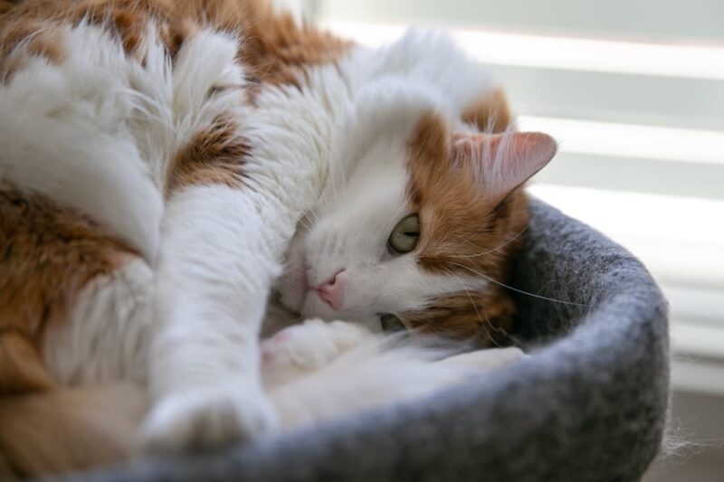 Pillow Foot in Cats Great Pet Care