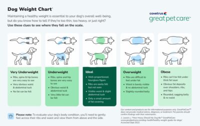 How Heavy Should My Dog Be? | Great Pet Care