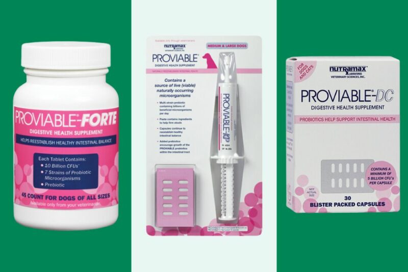 Proviable for Dogs Buying Guide Chewables, Capsules, and Paste Great
