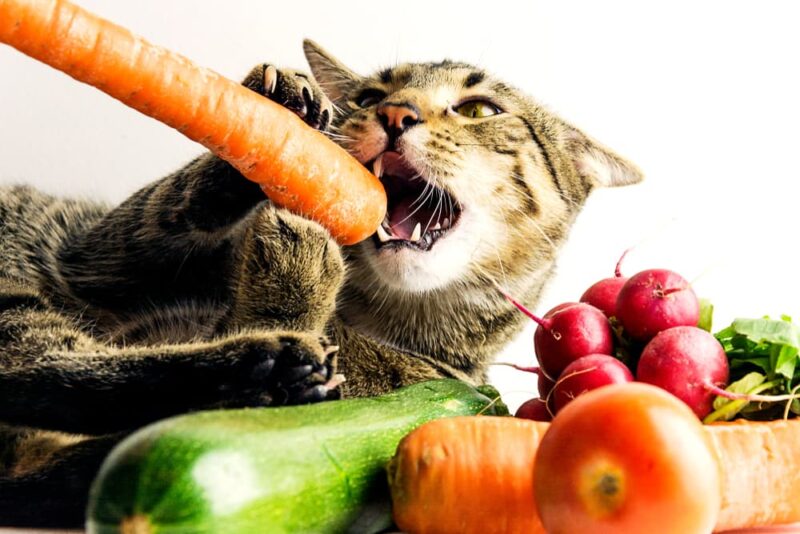 Can Cats Eat Carrots? Great Pet Care