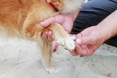 Dog Nail Bleeding: Causes and How to Stop It | Great Pet Care