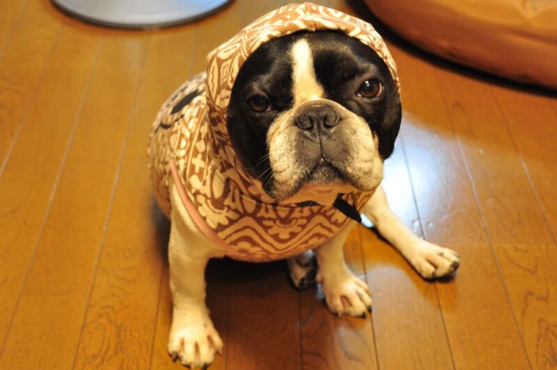 10 Things That Annoy Your Dog What NOT To Do Great Pet Care