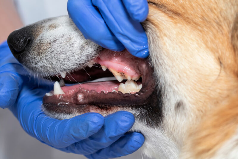 Dog Tooth Extraction Procedure and Costs Great Pet Care