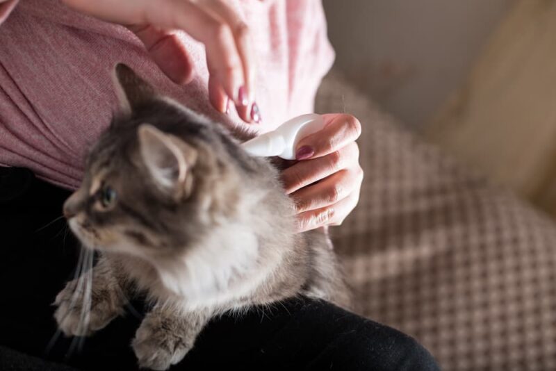 How to Put Flea Medicine on a Cat Great Pet Care