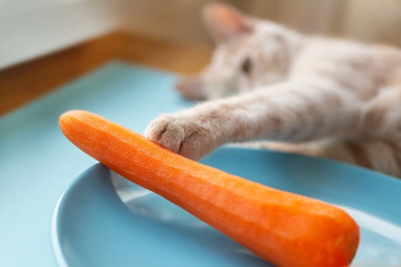 Can Cats Eat Carrots? Great Pet Care