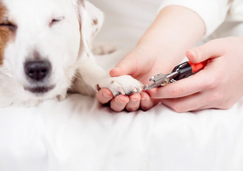 Dog Nail Bleeding Causes and How to Stop It Great Pet Care