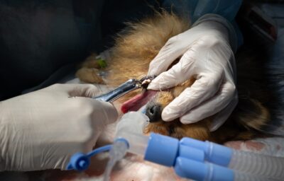 Dog Tooth Extraction: Procedure and Costs | Great Pet Care