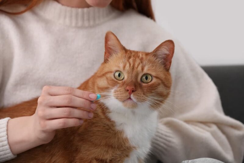 6 Cat Allergy Medicines Prescribed by Vets Great Pet Care