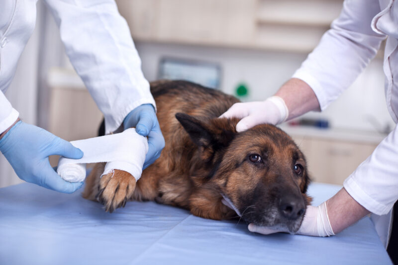 Dog Tooth Extraction Procedure and Costs Great Pet Care