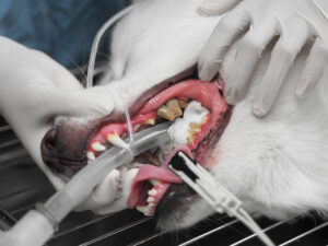 Dog Tooth Extraction: Procedure and Costs | Great Pet Care