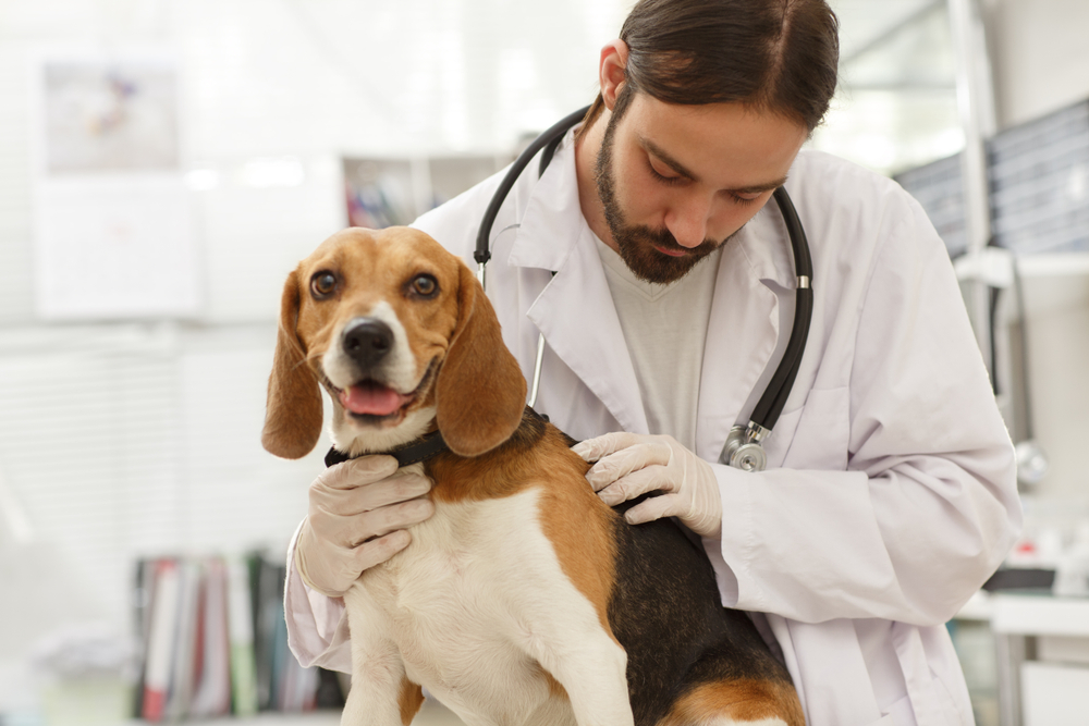 10 Dog Breeds Prone to Cushing's Disease Great Pet Care