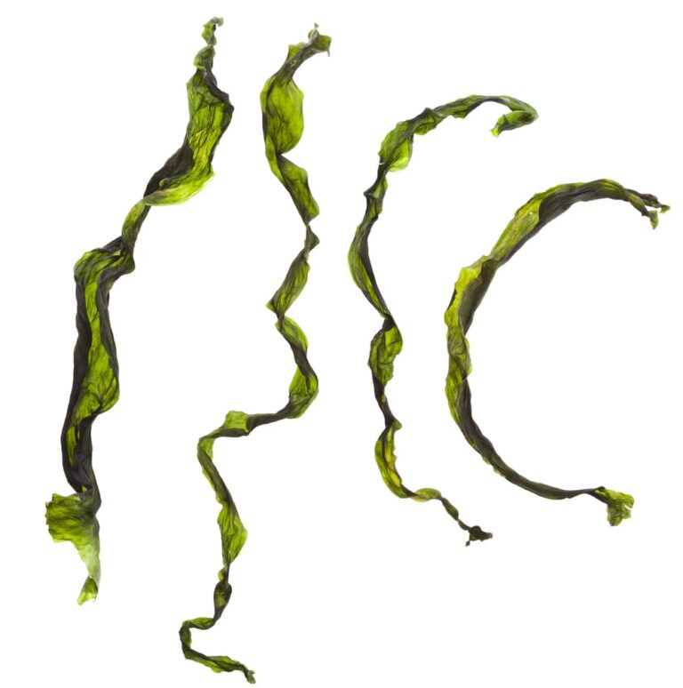 Can Dogs Eat Seaweed? Great Pet Care