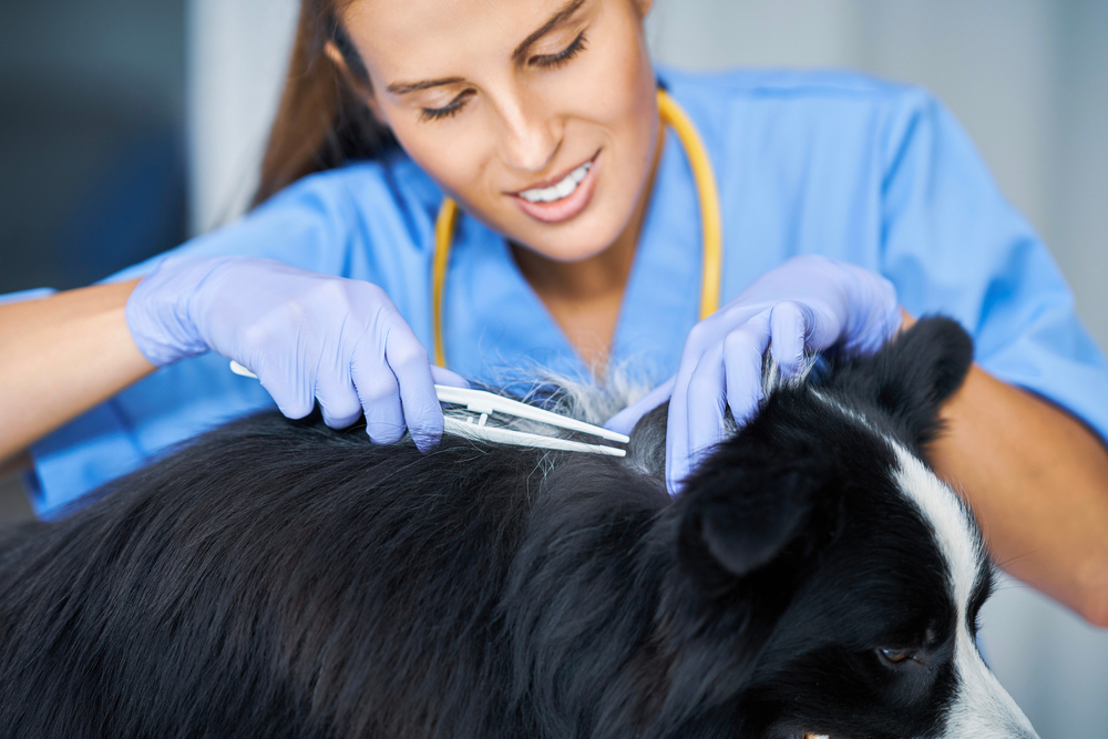 Where Do Ticks Live Great Pet Care Where do ticks live great pet care