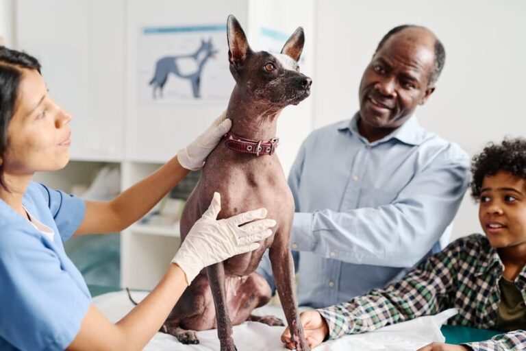 12 African Dog Breeds With Awesome Personalities | Great Pet Care