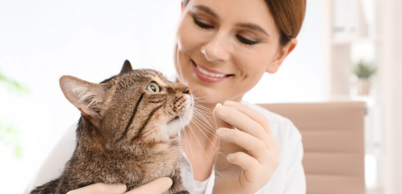 View of Oral Flea Medicine for Cats: 4 Vet-Prescribed Choices | Great Pet Care