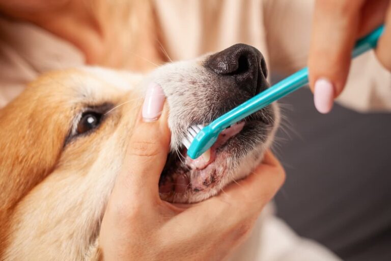 Are Dogs' Mouths Cleaner Than Humans’? Great Pet Care