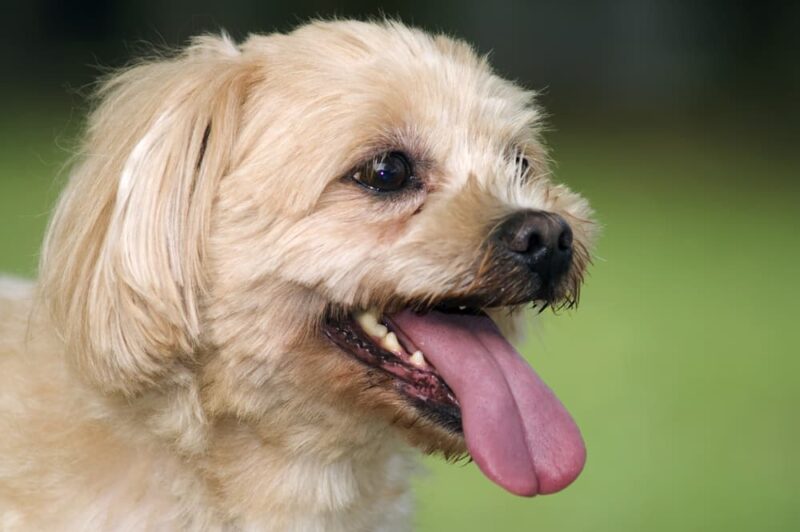 Are Dogs' Mouths Cleaner Than Humans’? Great Pet Care