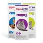 Picture of Flea Allergy Dermatitis in Cats | Great Pet Care