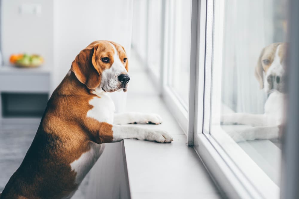 All About Separation Anxiety in Dogs Great Pet Care