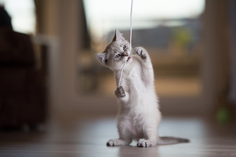 My Cat Ate String Risks and What to Do Great Pet Care