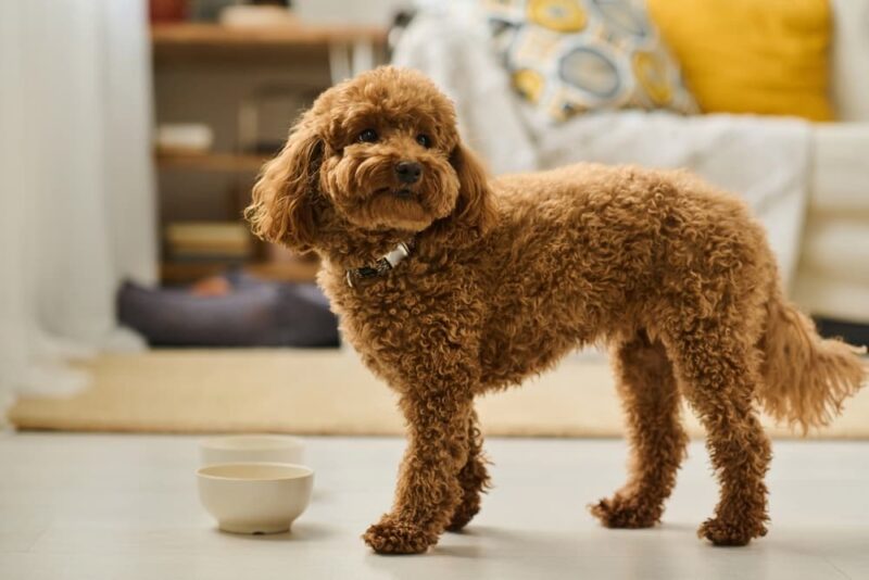 View of Food Allergies in Dogs: Signs and Treatment Options | Great Pet Care