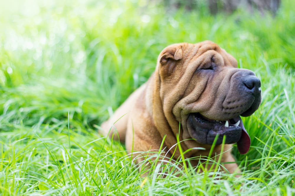 Woman Takes Dog DNA Test, Is Told She’s Part Shar-Pei | Great Pet Care