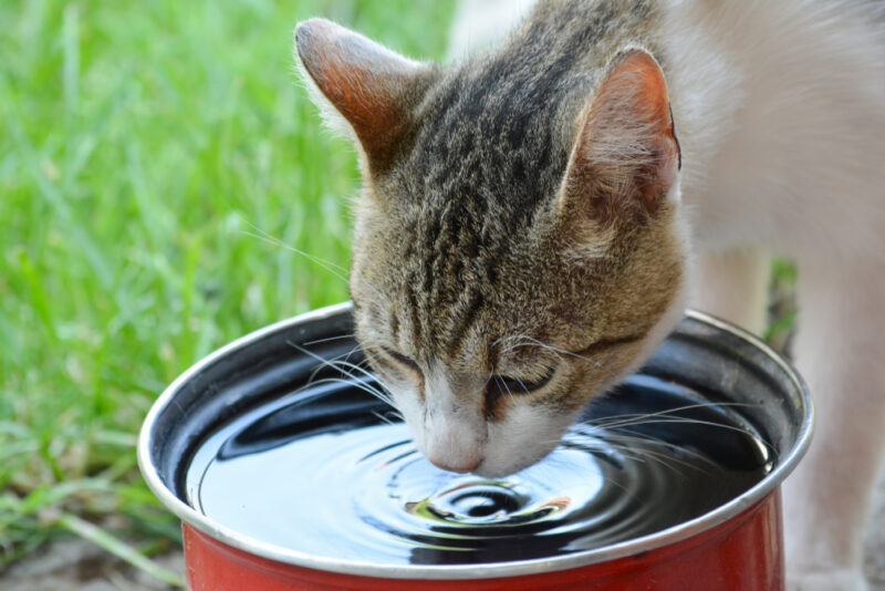 Cat Summer Safety Tips 6 Dangers to Avoid Great Pet Care