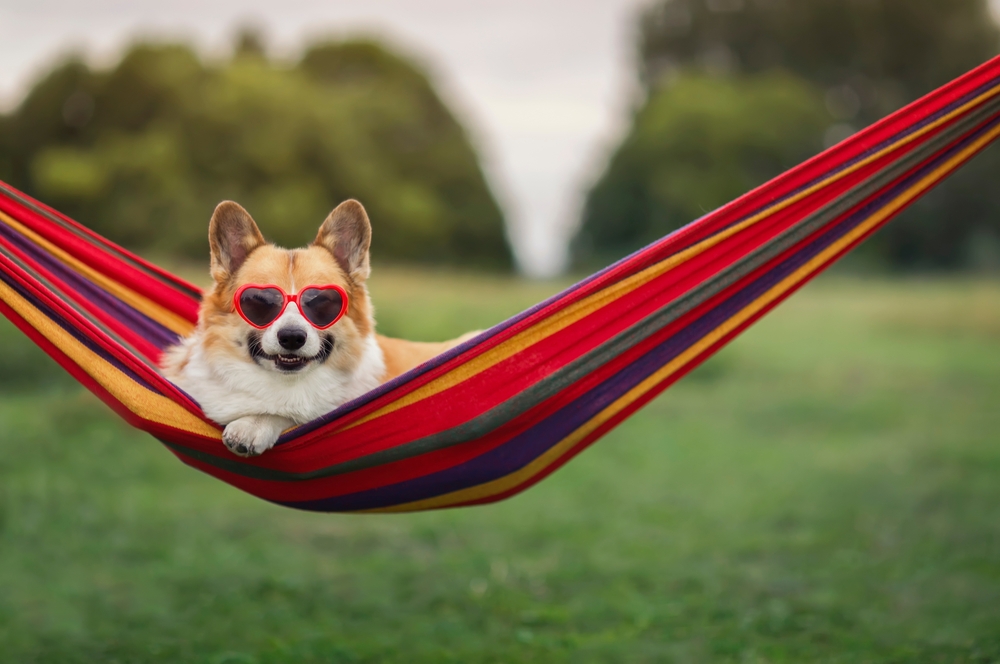 Dogs Having Fun Oostrum