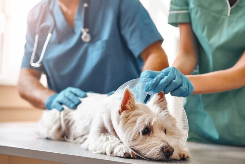 How Much Is An Emergency Vet Visit? Great Pet Care