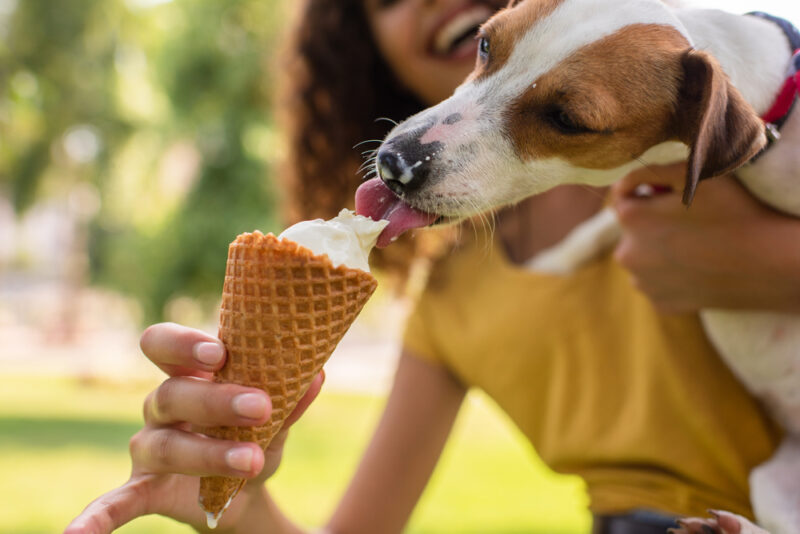 View of 10 Great Sources of Fiber for Dogs | Great Pet Care