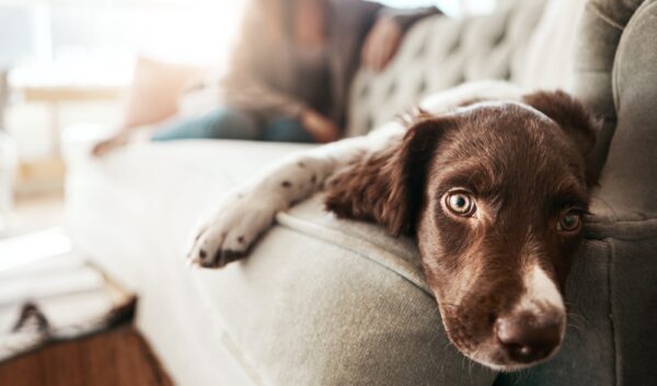 Picture of Do Dogs Get Bored? 7 Signs and How to Help | Great Pet Care