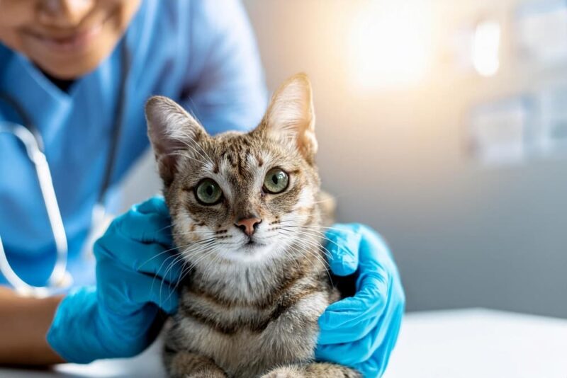 Cat Vomiting: 7 Causes and How to Help | Great Pet Care