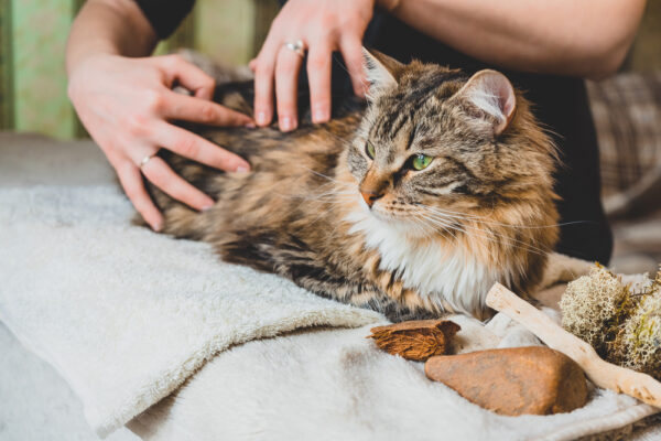 Picture of Pain Management for Cats: A Holistic Care Guide | Great Pet Care