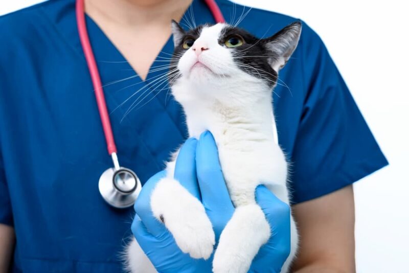 Cat Vomiting Worms Here’s What to Do Great Pet Care