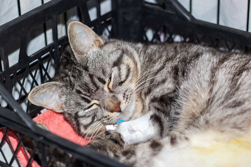 Bobcat Fever (Cytauxzoonosis) in Cats Great Pet Care